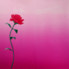 Rose Wrapping Paper